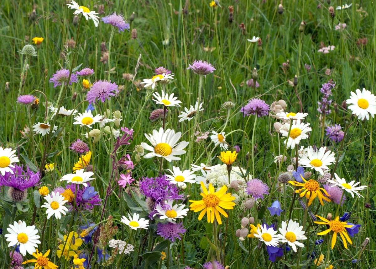 nasiona na łąkę kwitną 